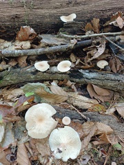 Singerocybe phaeophthalma