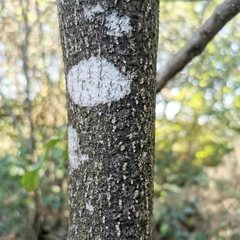 Betula pubescens