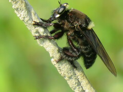Mallophora leschenaulti