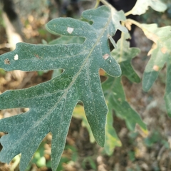 Quercus pyrenaica
