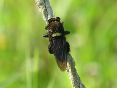 Mallophora leschenaulti