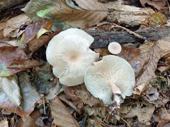 Singerocybe phaeophthalma