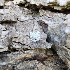 Myelochroa aurulenta