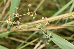 Juncus articulatus