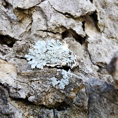 Myelochroa aurulenta