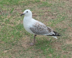 Chroicocephalus novaehollandiae scopulinus