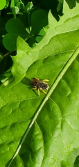 Anthidium oblongatum