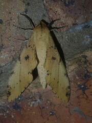 Platysphinx piabilis