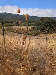 Dipsacus sativus