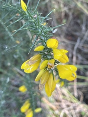 Ulex minor