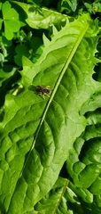 Anthidium oblongatum