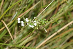 Galium uliginosum