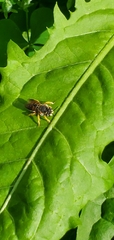 Anthidium oblongatum