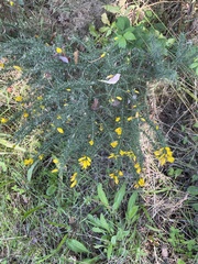 Ulex minor
