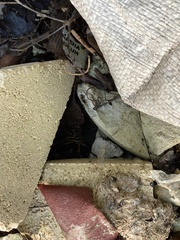 Heteropoda venatoria