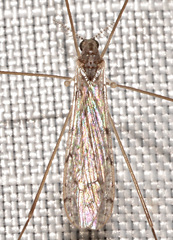Rhipidia maculata