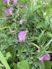 Ononis spinosa austriaca