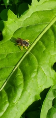 Anthidium oblongatum