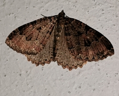 Triphosa dubitata