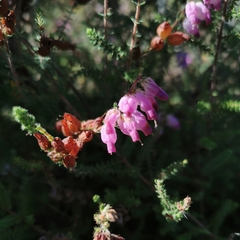 Erica ciliaris