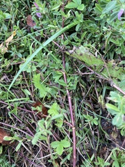 Ononis spinosa austriaca