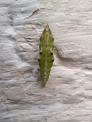 Pieris rapae