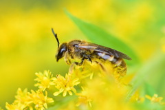 Lasioglossum