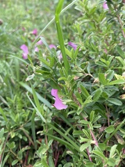 Ononis spinosa austriaca