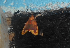 Scaptius sanguistrigata