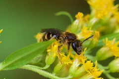 Lasioglossum