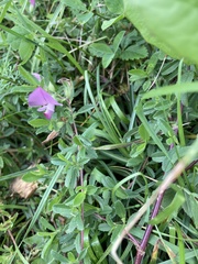 Ononis spinosa austriaca