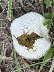 Lycoperdon marginatum
