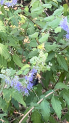 Xylocopa virginica virginica