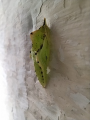Pieris rapae