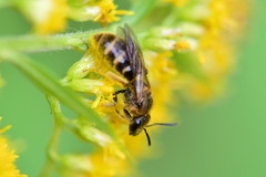 Lasioglossum