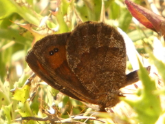 Erebia pronoe