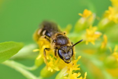 Lasioglossum