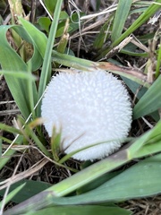 Lycoperdon marginatum