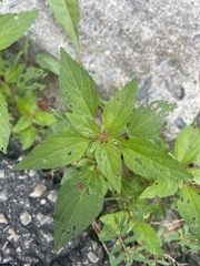 Acalypha