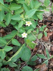 Sida rhombifolia
