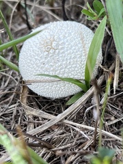 Lycoperdon marginatum