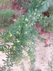 Lespedeza