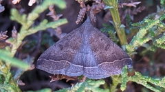 Pechipogo plumigeralis