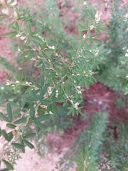 Lespedeza
