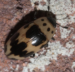 Ischyrus quadripunctatus