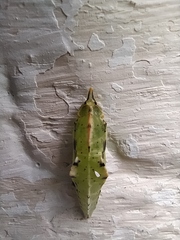 Pieris rapae