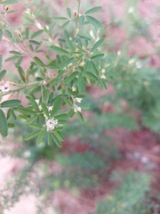 Lespedeza