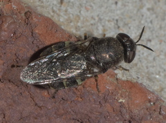 Odontomyia interrupta