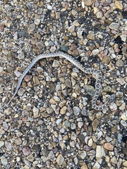 Pantherophis emoryi