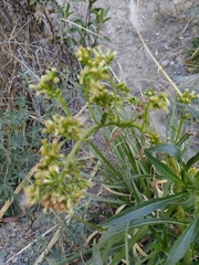 Senecio clivicola